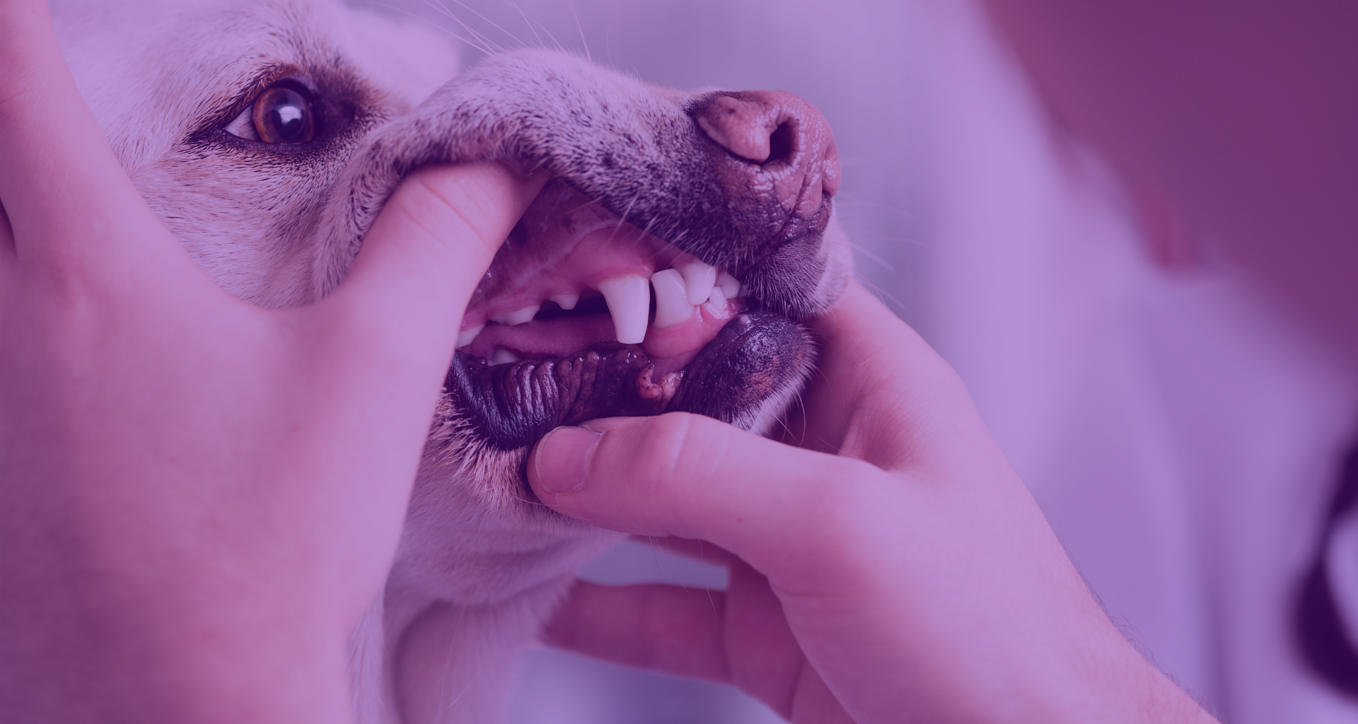 VetTV, tu canal de televisión veterinario presenta: La higiene oral-imagen